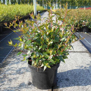 Abelia Grandiflora 'Prostrata'